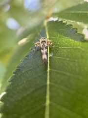 Stathmopoda melanochra