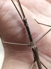 Acrophylla wuelfingi