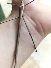 Acrophylla wuelfingi