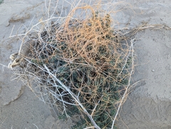 Cuscuta californica