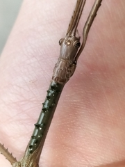 Acrophylla wuelfingi