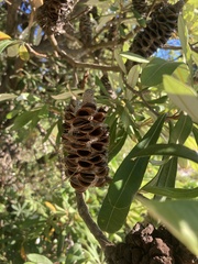 Banksia integrifolia