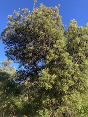 Banksia integrifolia
