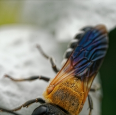 Megachile umbripennis