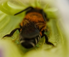 Megachile umbripennis