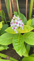 Pseuderanthemum carruthersii