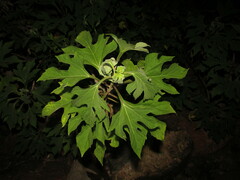 Tithonia diversifolia