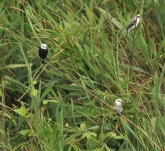 Arundinicola leucocephala