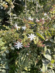 Jasminum multiflorum