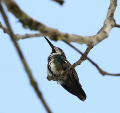 Anthracothorax nigricollis