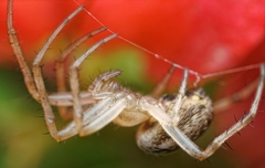 Neoscona theisi