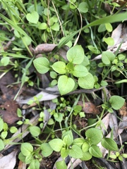 Caryophyllaceae