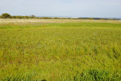 Eryngium corniculatum