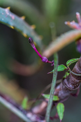 Ceropegia linearis tenuis