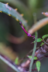 Ceropegia linearis tenuis