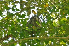 Bradypus tridactylus