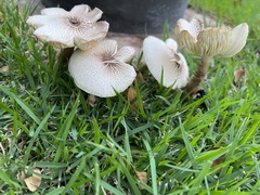 Leucoagaricus meleagris