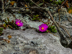 Delosperma