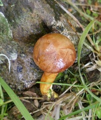 Chalciporus