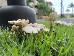 Leucoagaricus meleagris
