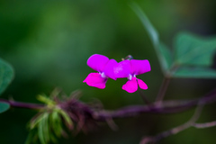 Dipogon lignosus