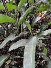 Heliconia hirsuta