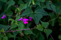 Dipogon lignosus