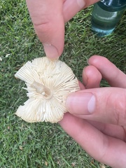 Leucoagaricus meleagris