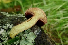 Chalciporus