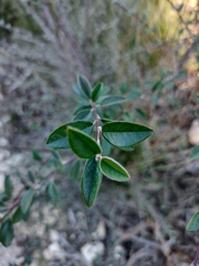 Cotoneaster pannosus