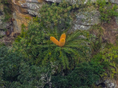 Encephalartos natalensis
