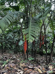 Heliconia bihai