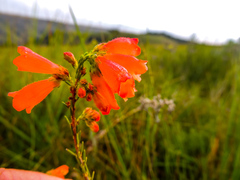 Erica cerinthoides