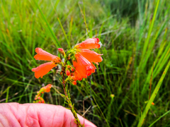 Erica cerinthoides