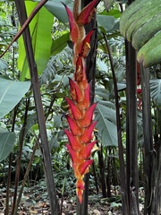 Heliconia bihai