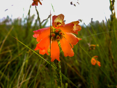 Erica cerinthoides