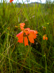Erica cerinthoides