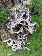 Auricularia mesenterica