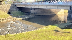 Nycticorax nycticorax