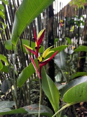 Heliconia hirsuta