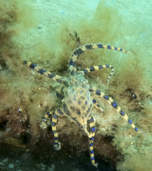 Hapalochlaena maculosa