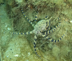 Hapalochlaena maculosa