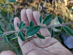Cotoneaster pannosus
