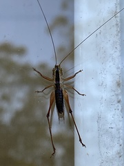 Conocephalus semivittatus