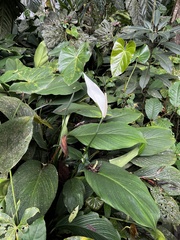 Spathiphyllum wallisii