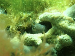 Parablennius tasmanianus