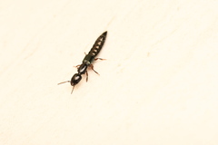 Thyreocephalus