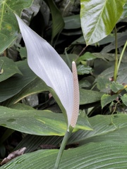 Spathiphyllum wallisii