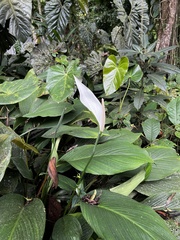 Spathiphyllum wallisii