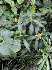 Pachystachys lutea